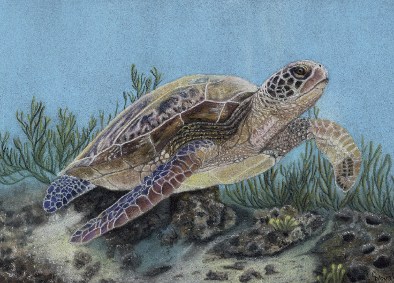 Turtle