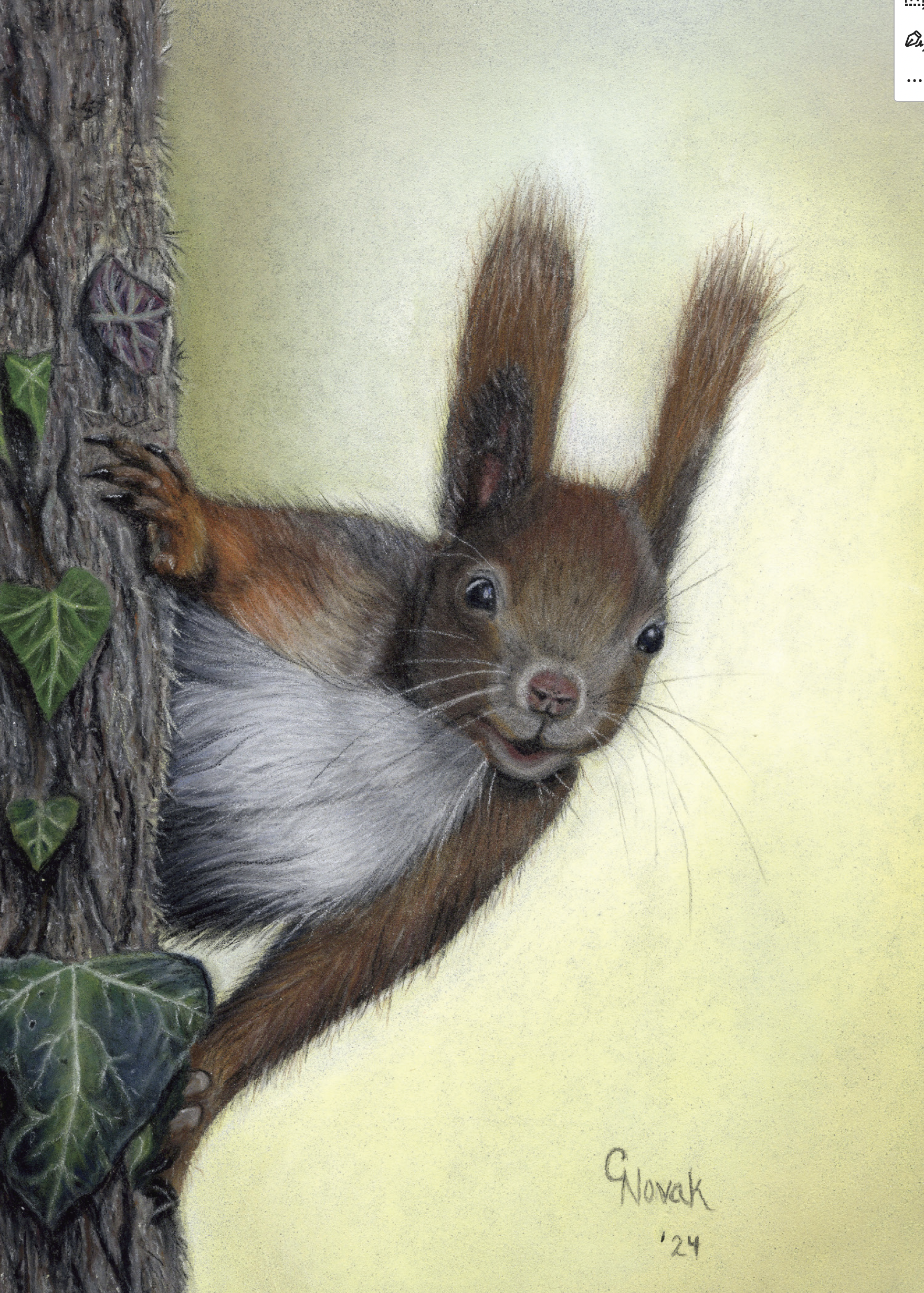 Squirel