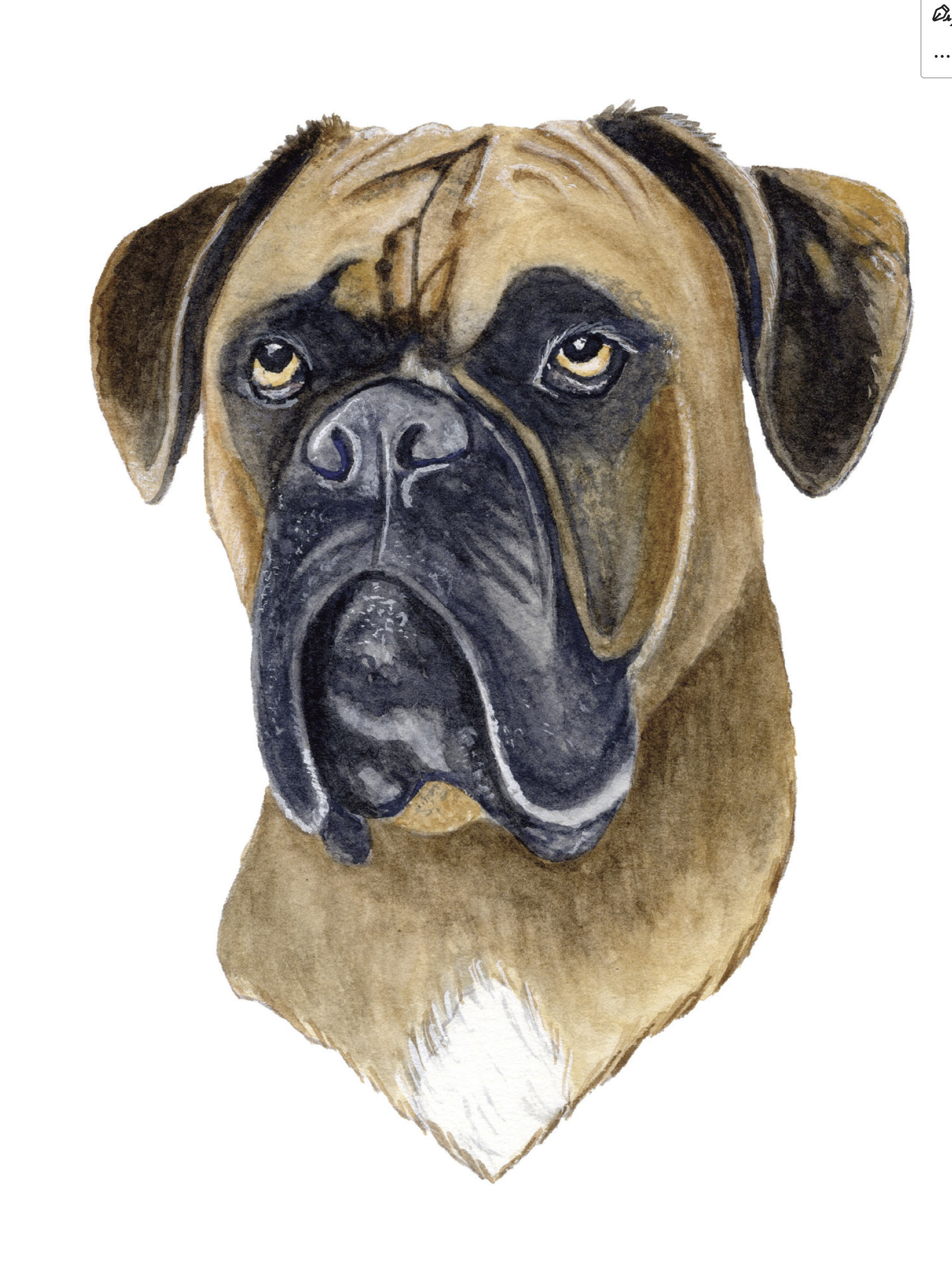 Boxer
